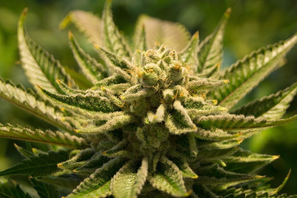 Ist CBD rauchen legal? Hier zu sehen: Blüten einer Cannabispflanze